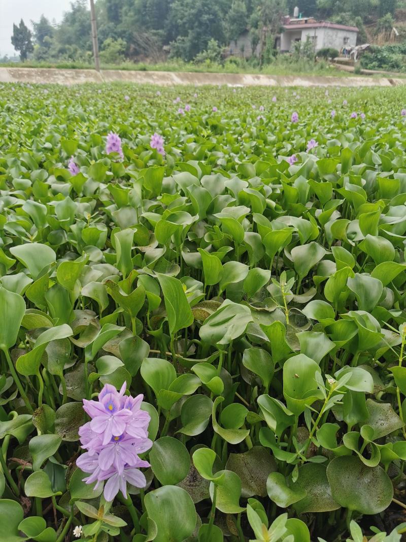 眉山东坡区大量出售水生植物水葫芦