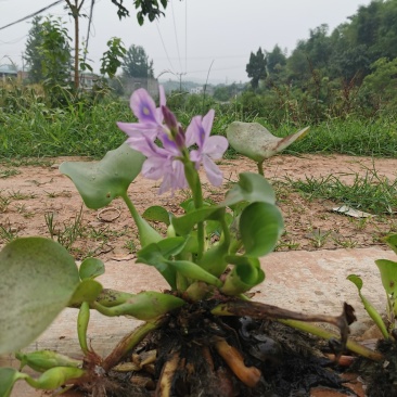 眉山东坡区大量出售水生植物水葫芦