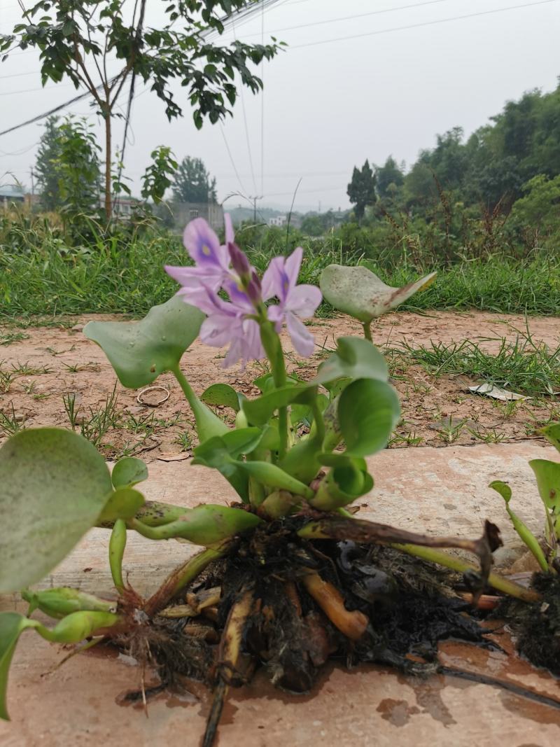 眉山东坡区大量出售水生植物水葫芦