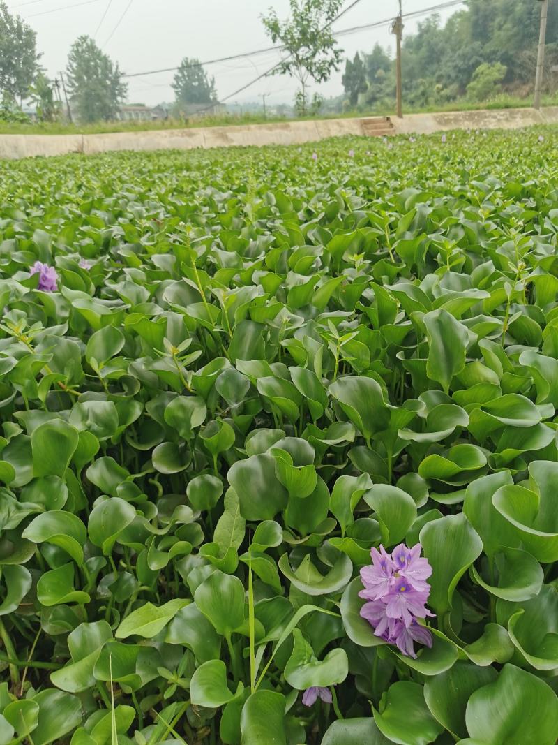 眉山东坡区大量出售水生植物水葫芦