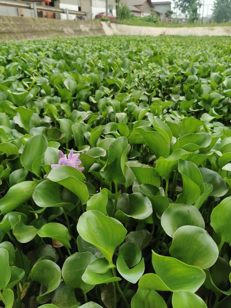 眉山东坡区大量出售水生植物水葫芦