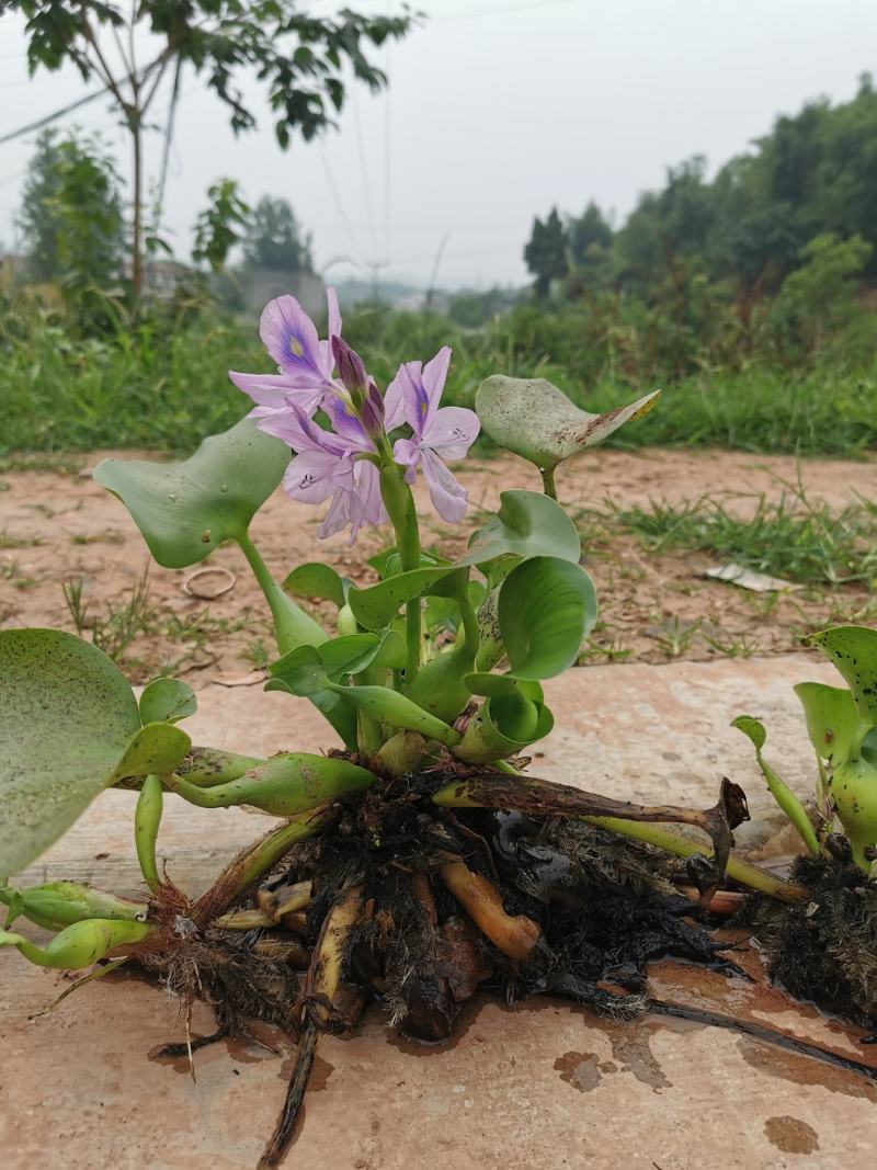 眉山东坡区大量出售水生植物水葫芦