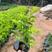 黄金叶福建漳州黄金叶绿化庭院设计基地直供大小规格袋苗