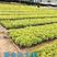 黄金叶福建漳州黄金叶绿化庭院设计基地直供大小规格袋苗