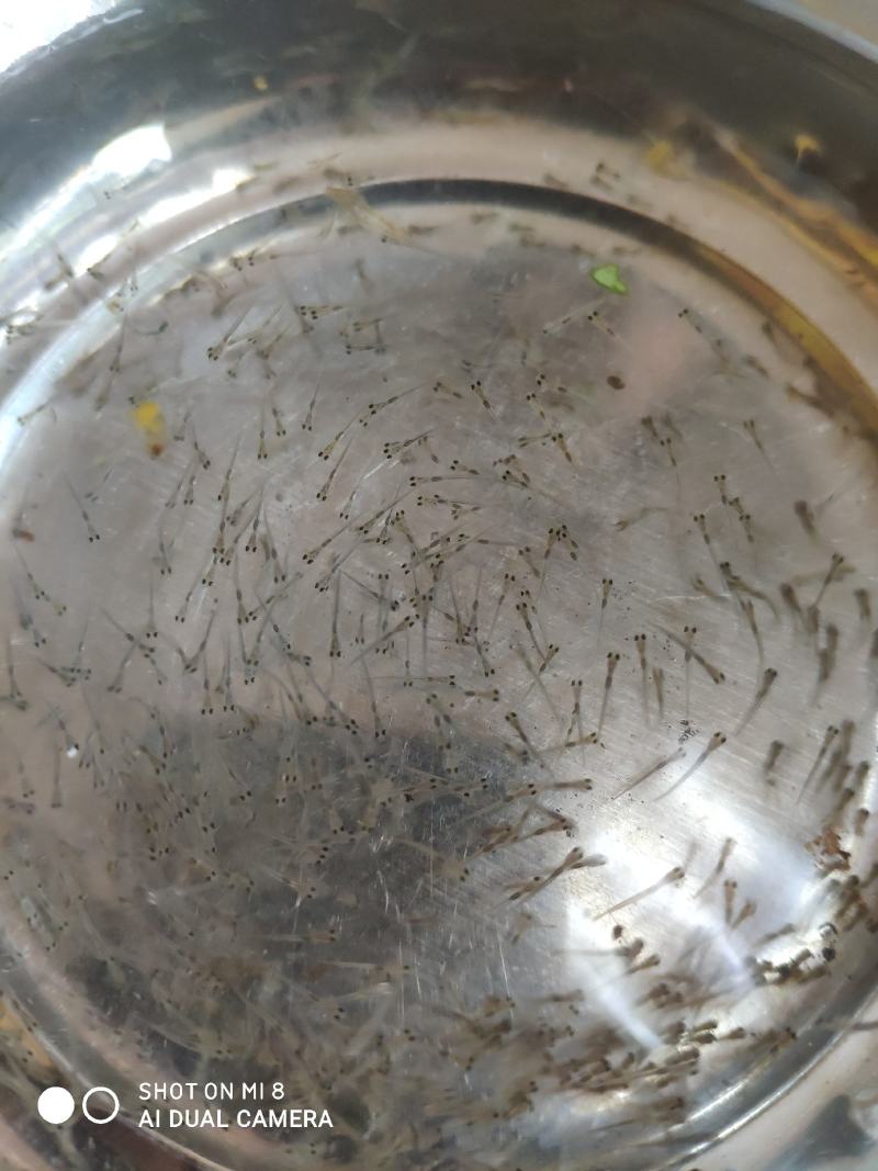 鲈鱼水花苗。