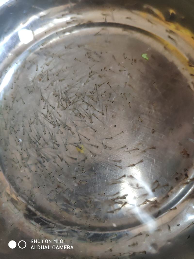 鲈鱼水花苗。