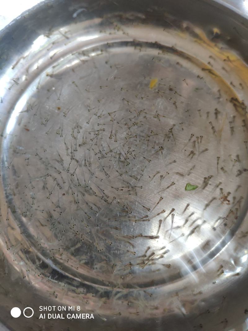 鲈鱼水花苗。