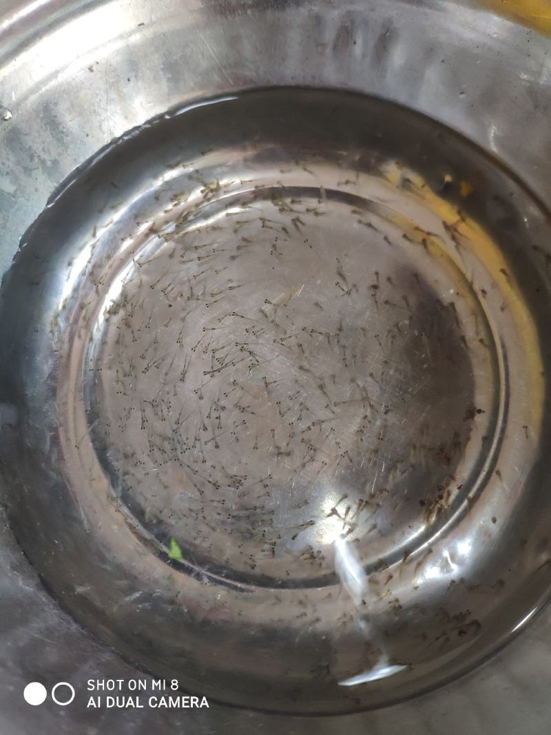 鲈鱼水花苗。