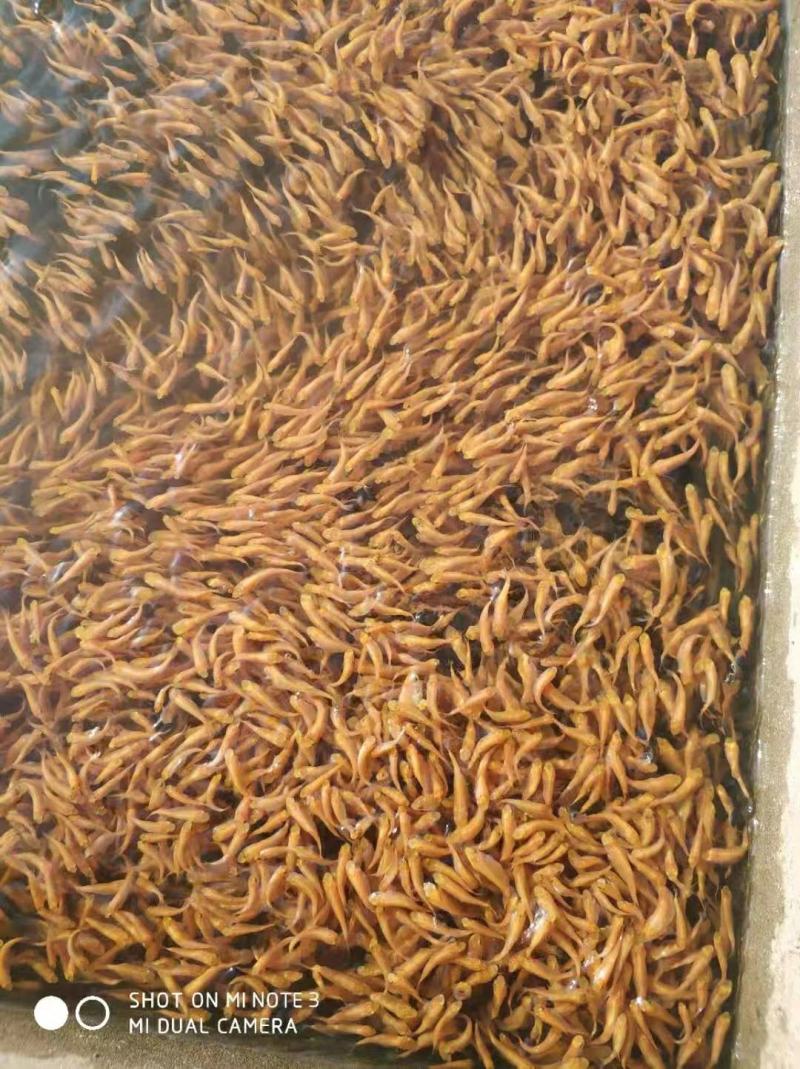 金草鱼苗，大量批发全国发货品质优良，欢迎全国客户前来订购