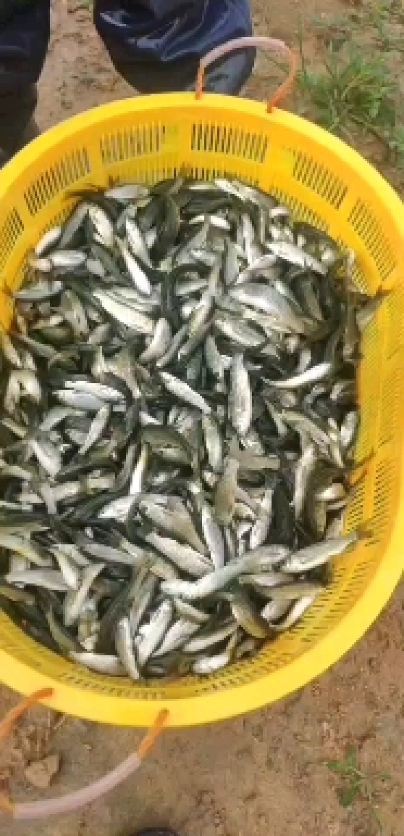 草鱼苗，大量现货批发，全国发货。