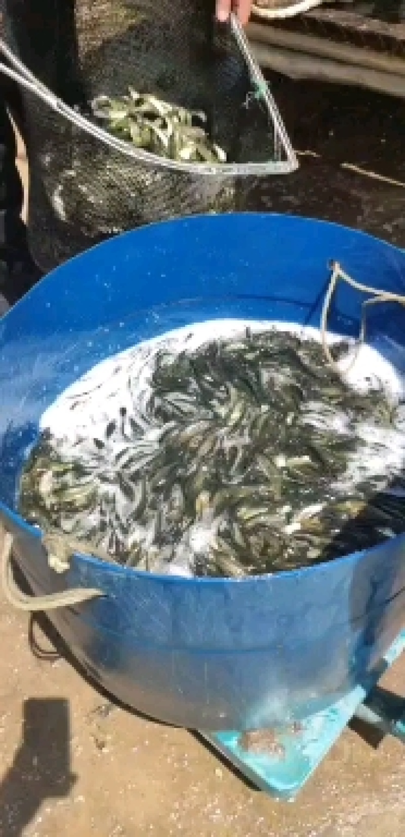 草鱼苗，大量现货批发，全国发货。
