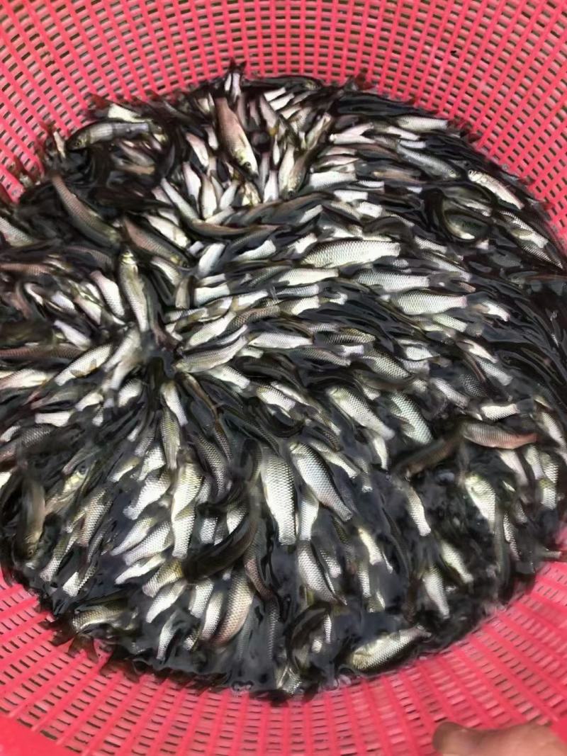 草鱼苗，大量现货批发，全国发货。