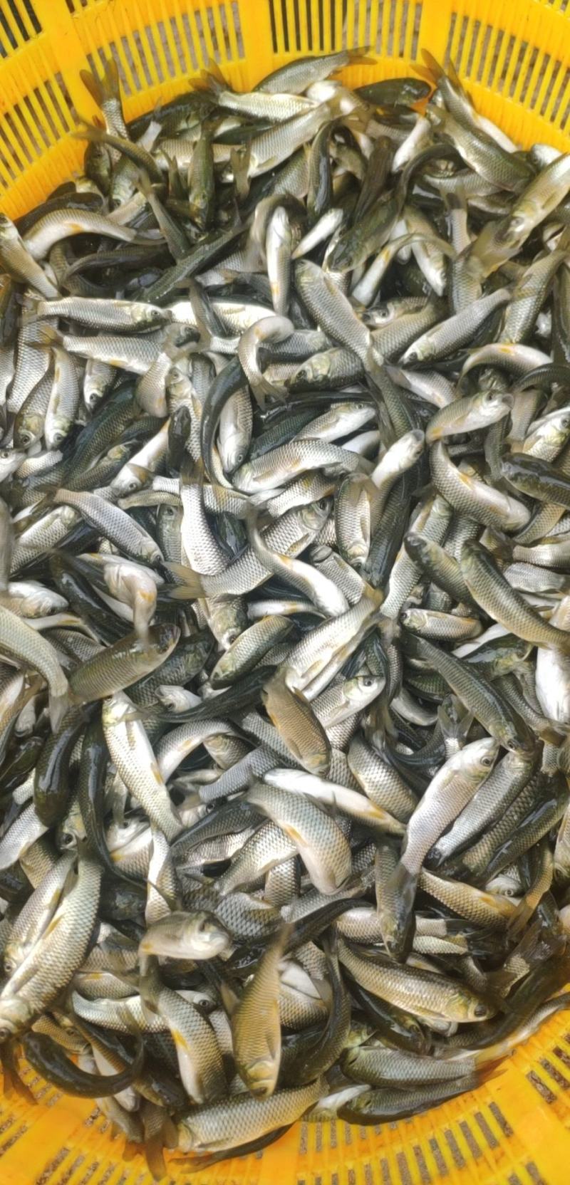 草鱼苗，大量现货批发，全国发货。