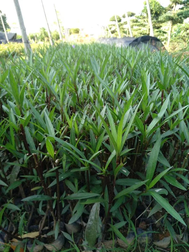 翠芦莉福建漳州翠芦莉绿化庭院设计基地直供大小规格袋苗