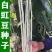 银白豆角种子无鼠尾粗长厚肉三尺白玉银帘白杜豇