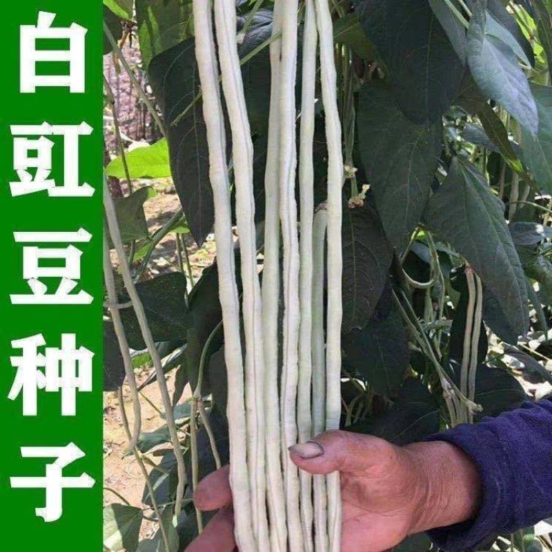 银白豆角种子无鼠尾粗长厚肉三尺白玉银帘白杜豇