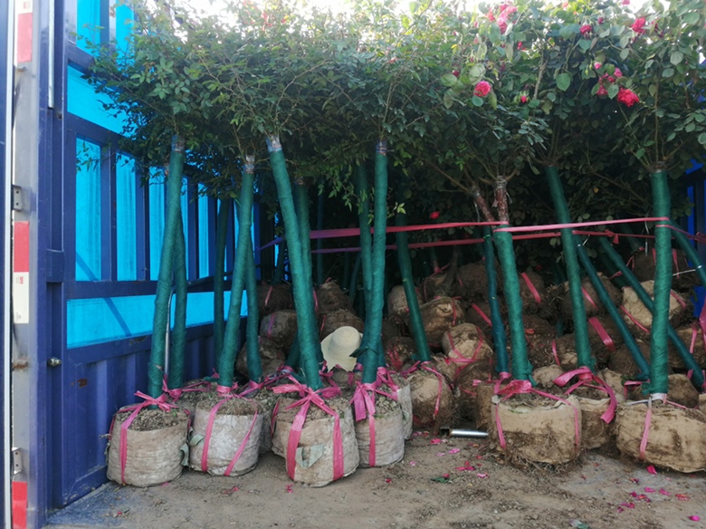 一处现代化月季育苗基地的包装车间,工人正在将一株株带土球的‘红双喜’月季苗放入定制纸箱,旁边堆满已贴好快递单的包裹,背景可见‘今日发货5000+’的电子屏,展示其强大的电商销售能力 红双喜月季种苗打包发货现场