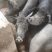 农家土猪肉腊香肠采用土猪鲜肉农家特色调味料手工灌制柴熏制