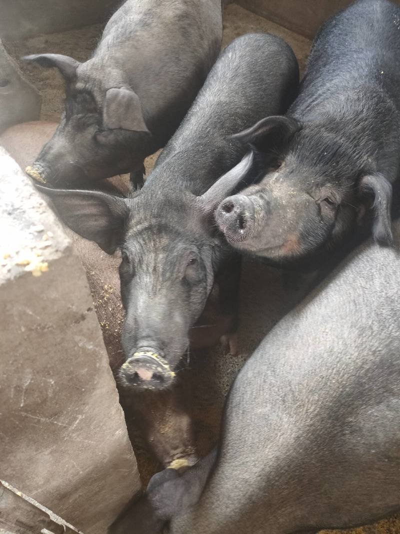 农家土猪肉腊香肠采用土猪鲜肉农家特色调味料手工灌制柴熏制
