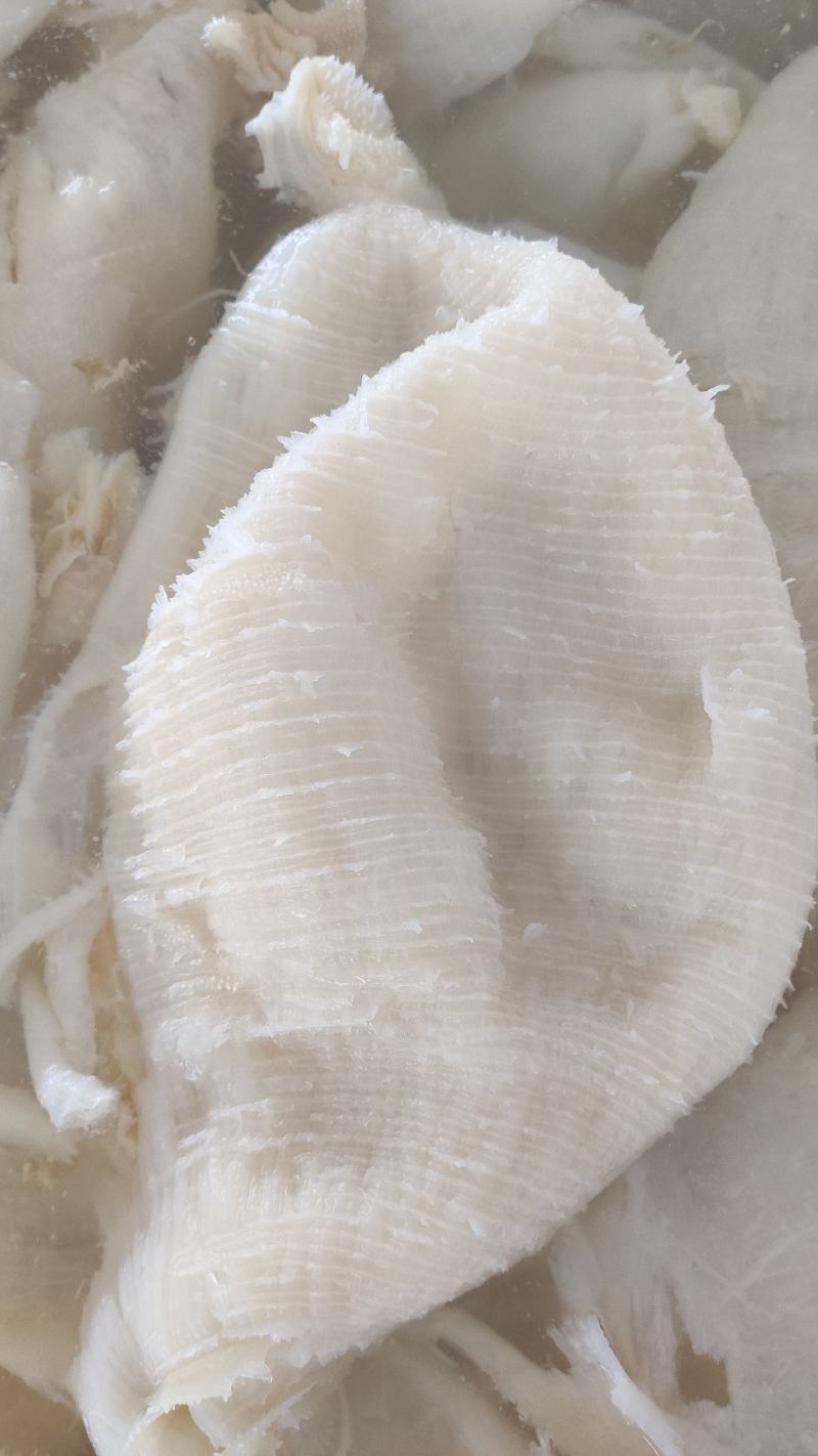 底板丝毛肚底板发底板有韧劲