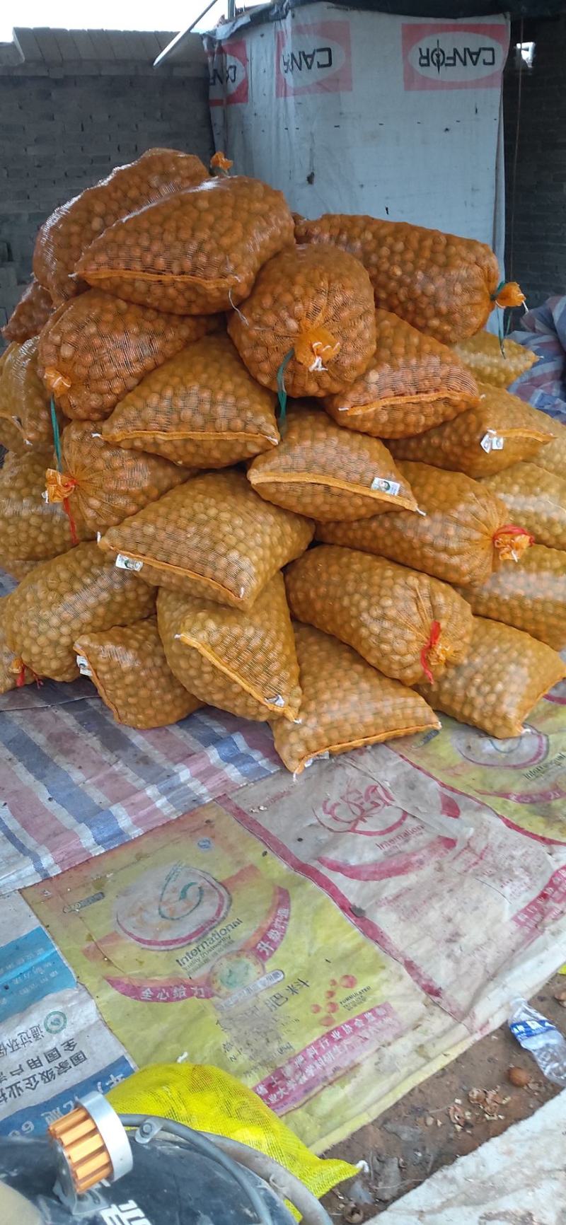 辽系薄皮精品去皮湿核桃大量上市，质优价廉，保质保量。