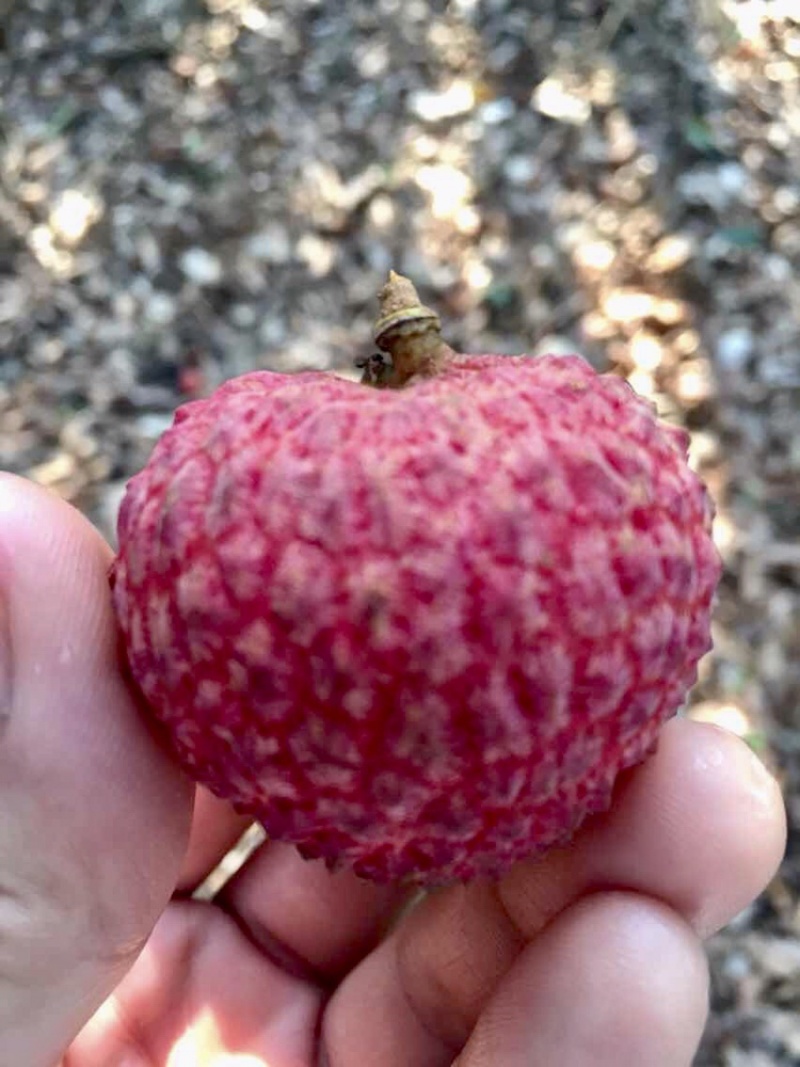 糯米糍荔枝