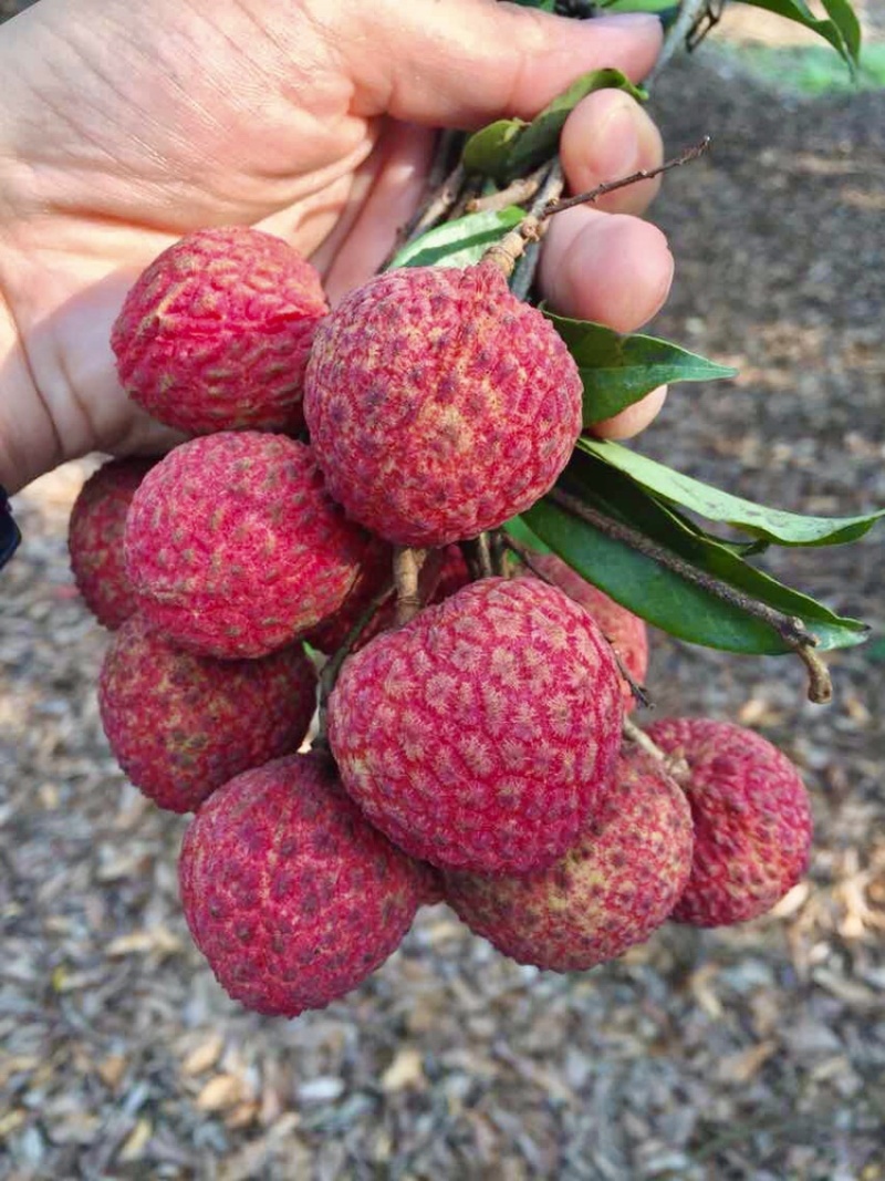 糯米糍荔枝