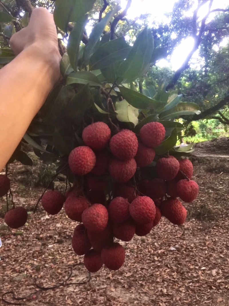 糯米糍荔枝