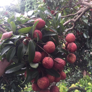 糯米糍荔枝