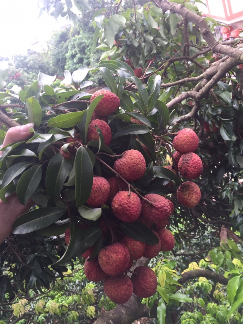糯米糍荔枝