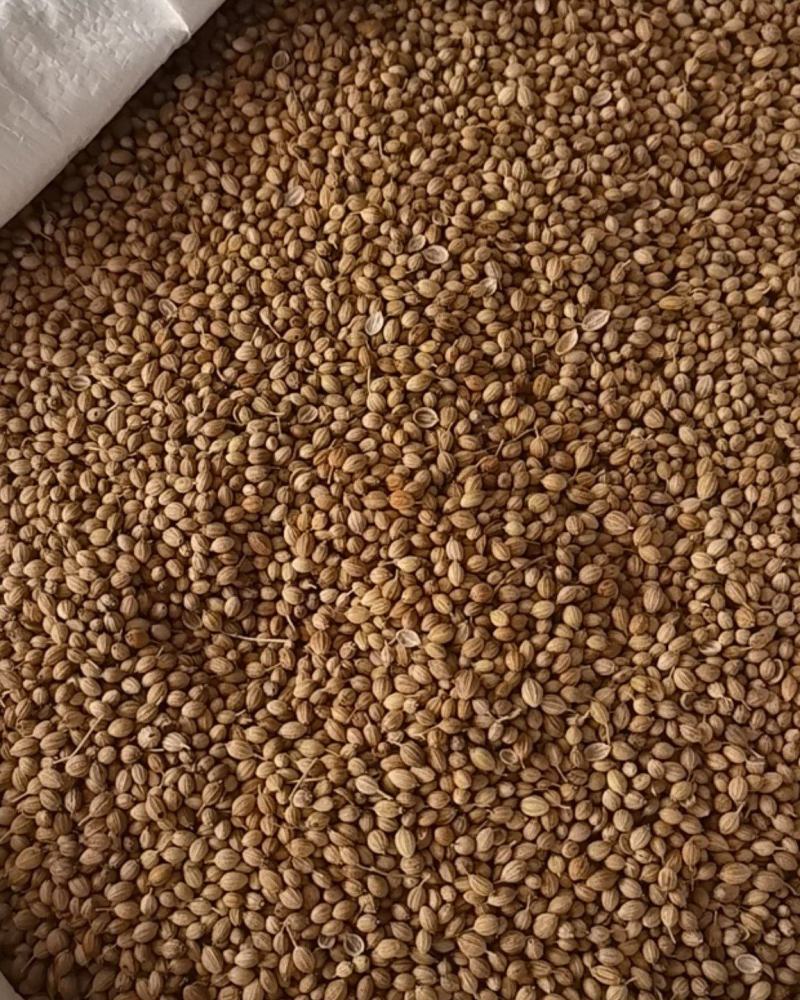 香菜籽新货大颗粒，食用调味料，50斤一袋，欢迎联系