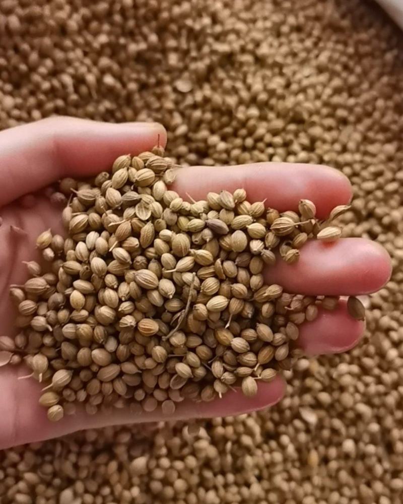 香菜籽新货大颗粒，食用调味料，50斤一袋，欢迎联系