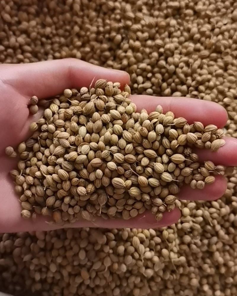 香菜籽新货大颗粒，食用调味料，50斤一袋，欢迎联系