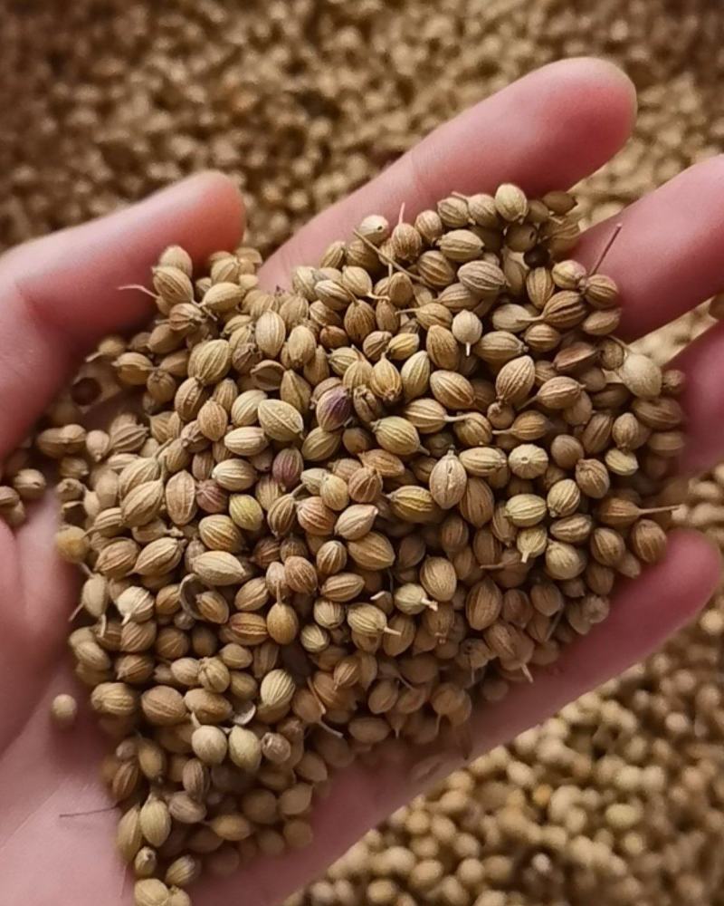 香菜籽新货大颗粒，食用调味料，50斤一袋，欢迎联系