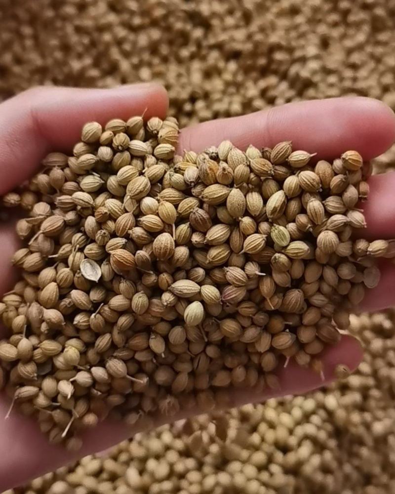 香菜籽新货大颗粒，食用调味料，50斤一袋，欢迎联系
