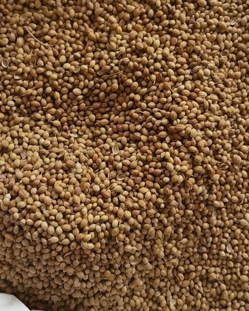 香菜籽新货大颗粒，食用调味料，50斤一袋，欢迎联系