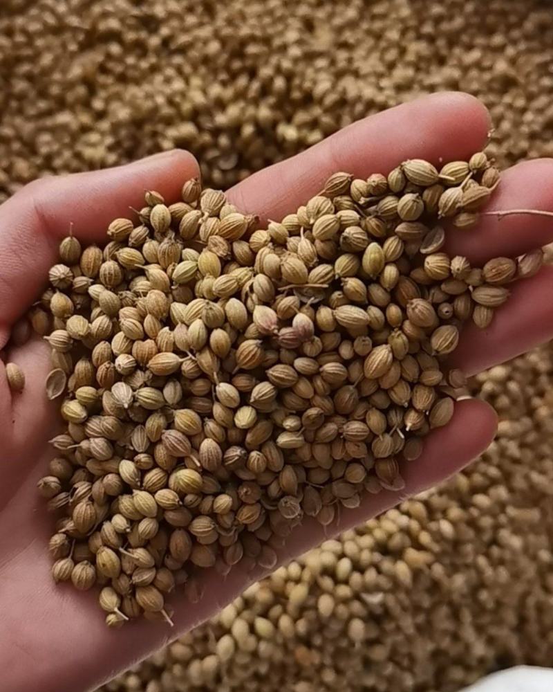 香菜籽新货大颗粒，食用调味料，50斤一袋，欢迎联系