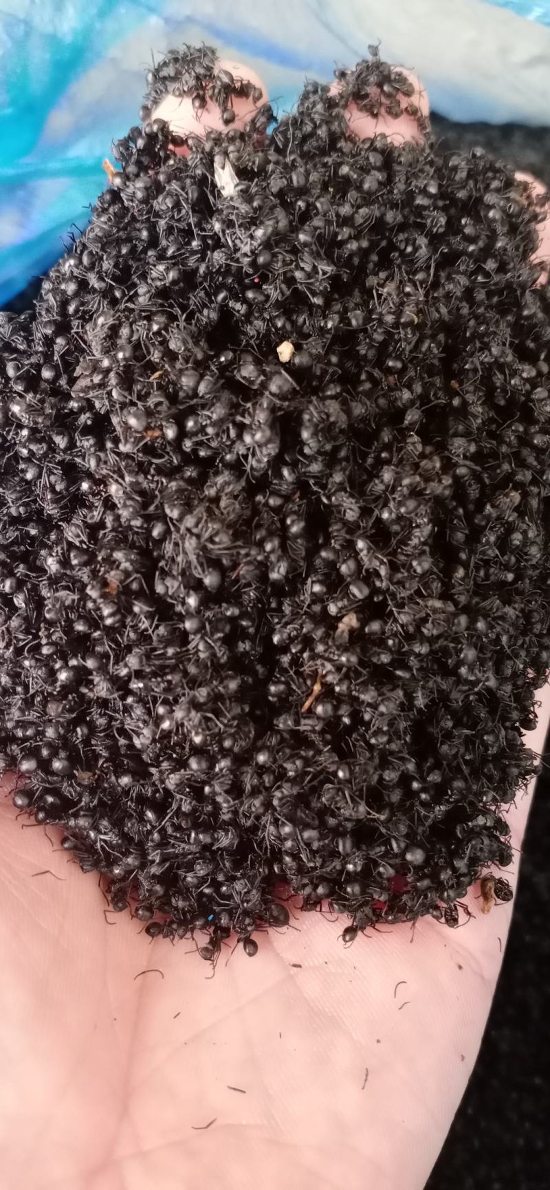 黑蚂蚁精品足干黑蚂蚁大货批发