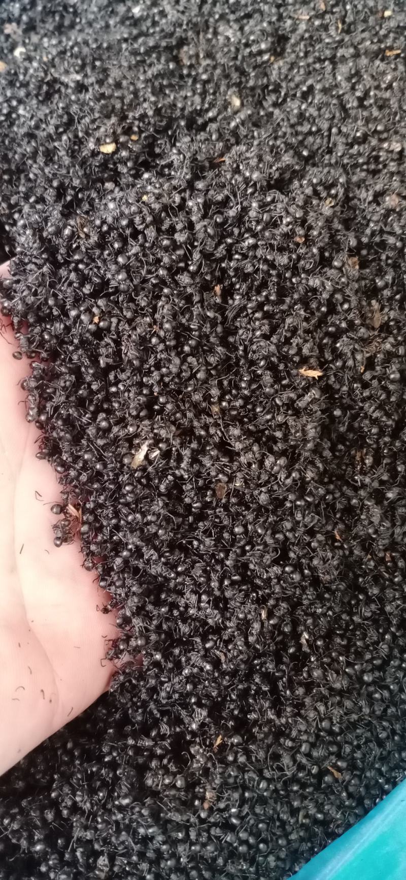 黑蚂蚁精品足干黑蚂蚁大货批发