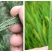 百农思达阿维氟铃脲稻纵卷叶螟菜青虫钻心虫杀虫剂