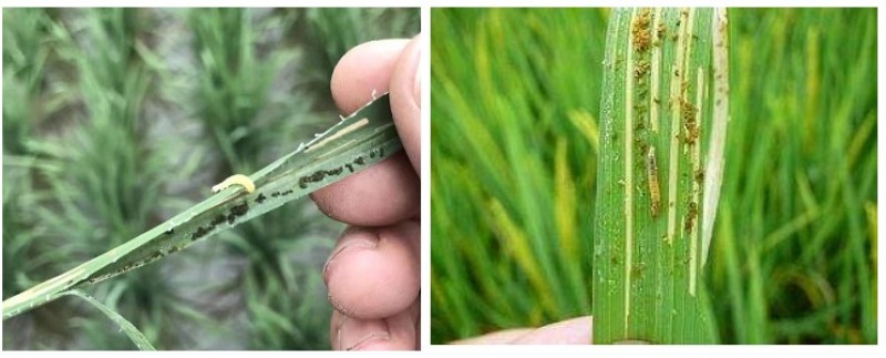 百农思达阿维氟铃脲稻纵卷叶螟菜青虫钻心虫杀虫剂