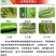 百农思达阿维氟铃脲稻纵卷叶螟菜青虫钻心虫杀虫剂