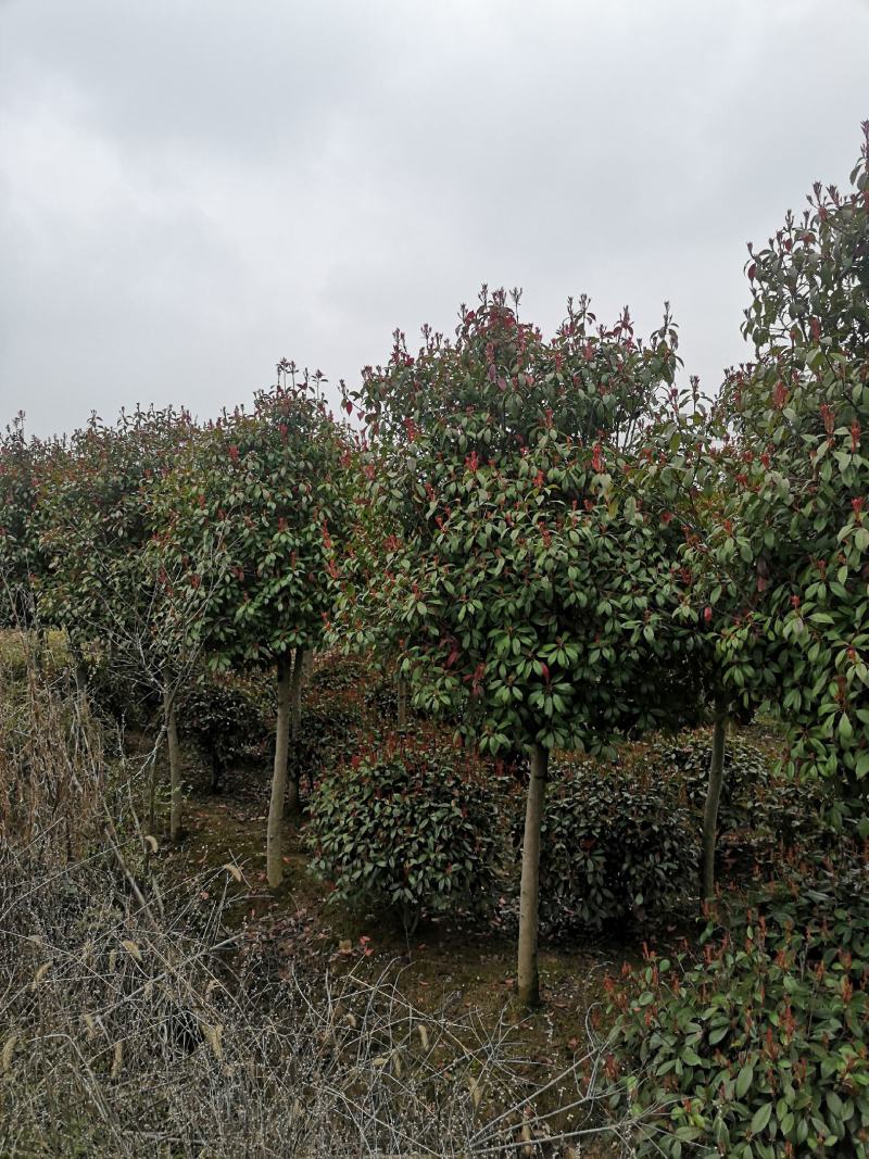 红叶石楠规格红叶石楠价格红叶石楠基地