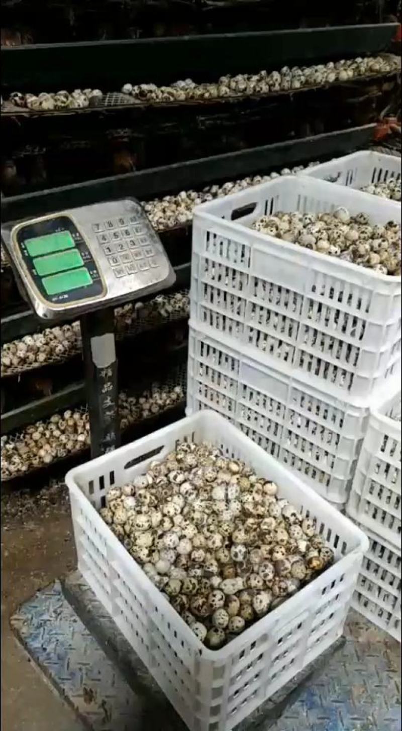 河南焦作精品鹌鹑蛋手工捡蛋，减去胶框的重量，挑出来次蛋