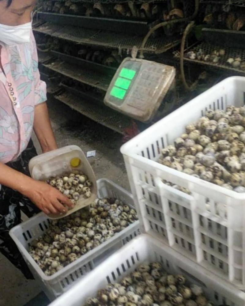 河南焦作精品鹌鹑蛋手工捡蛋，减去胶框的重量，挑出来次蛋