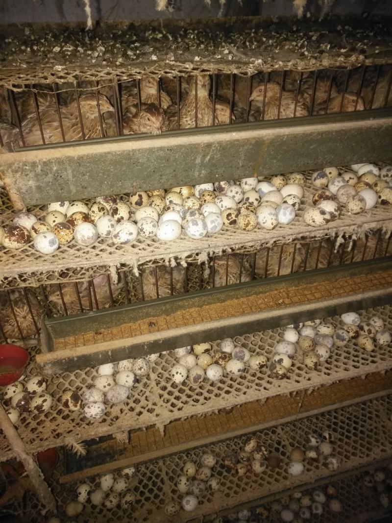 河南焦作精品鹌鹑蛋手工捡蛋，减去胶框的重量，挑出来次蛋