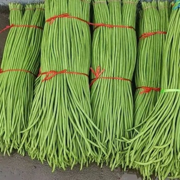 优质长豆角大量供应平台，商超，酸豆角工厂货大量供应