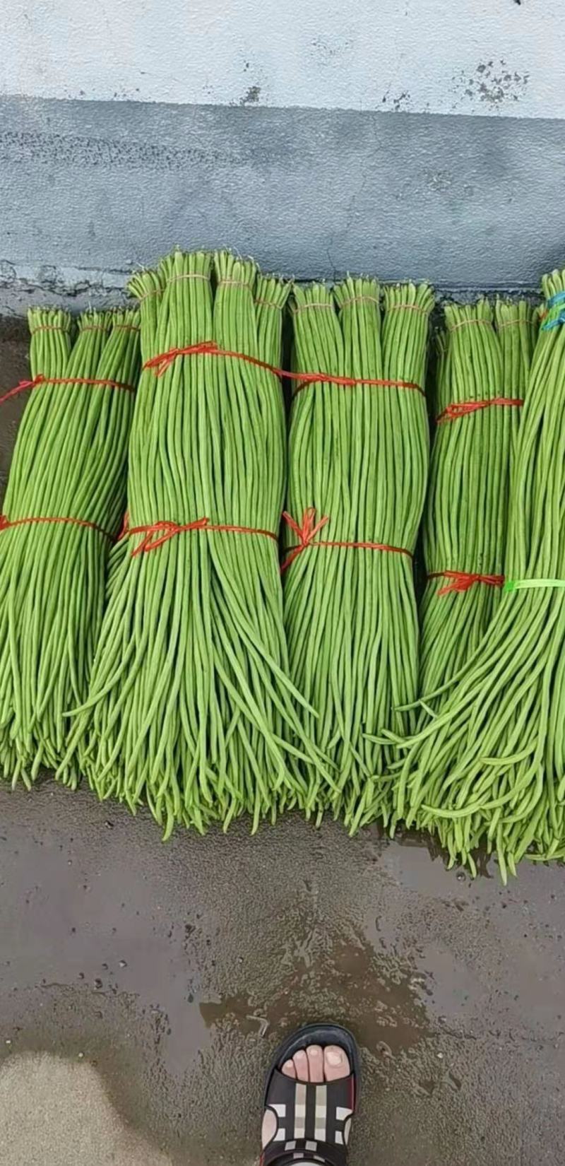 优质长豆角大量供应平台，商超，酸豆角工厂货大量供应