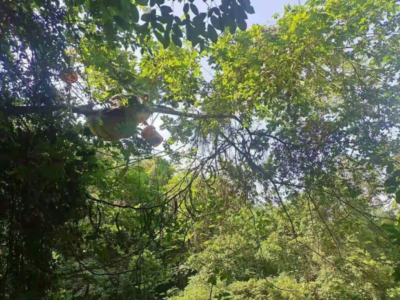 土货，百花蜜