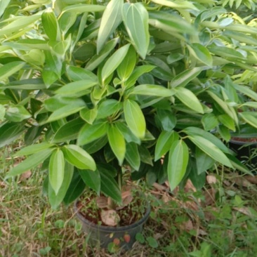 靓货平安树基地直发